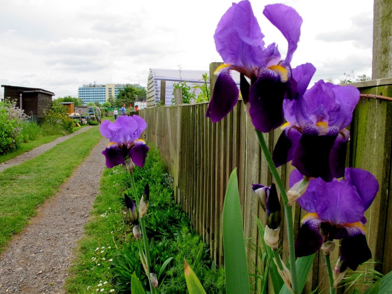 Willoughby Road Allotments